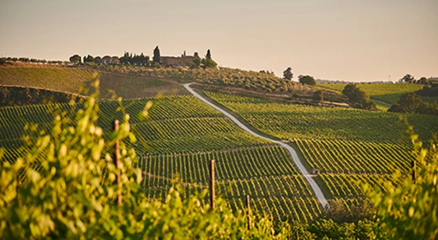 Vy från Toscana med vidsträckta fält, gröna vinrankor, en ljusblå himmel och en gård med bruna byggnader längst bort.