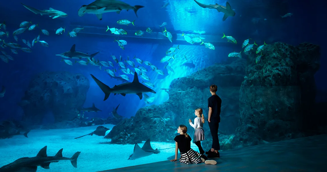 Familj står och tittar på hajar i det jättestora akvariet.