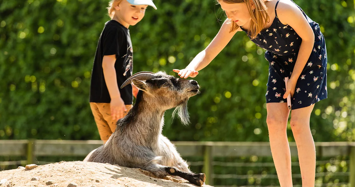 Besøgende klapper en ged i Ystad Dyrepark.