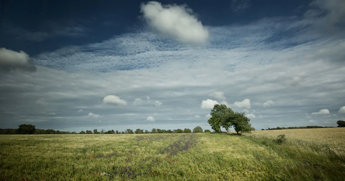 Grønne og gule marker på Öland.