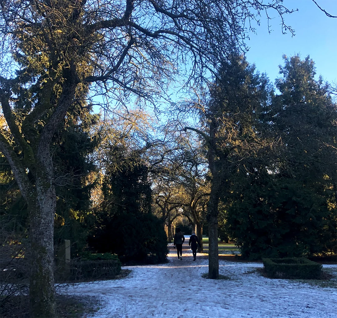 Vinter i Assistens Kirkegården i Köpenhamn med snö på marken. 