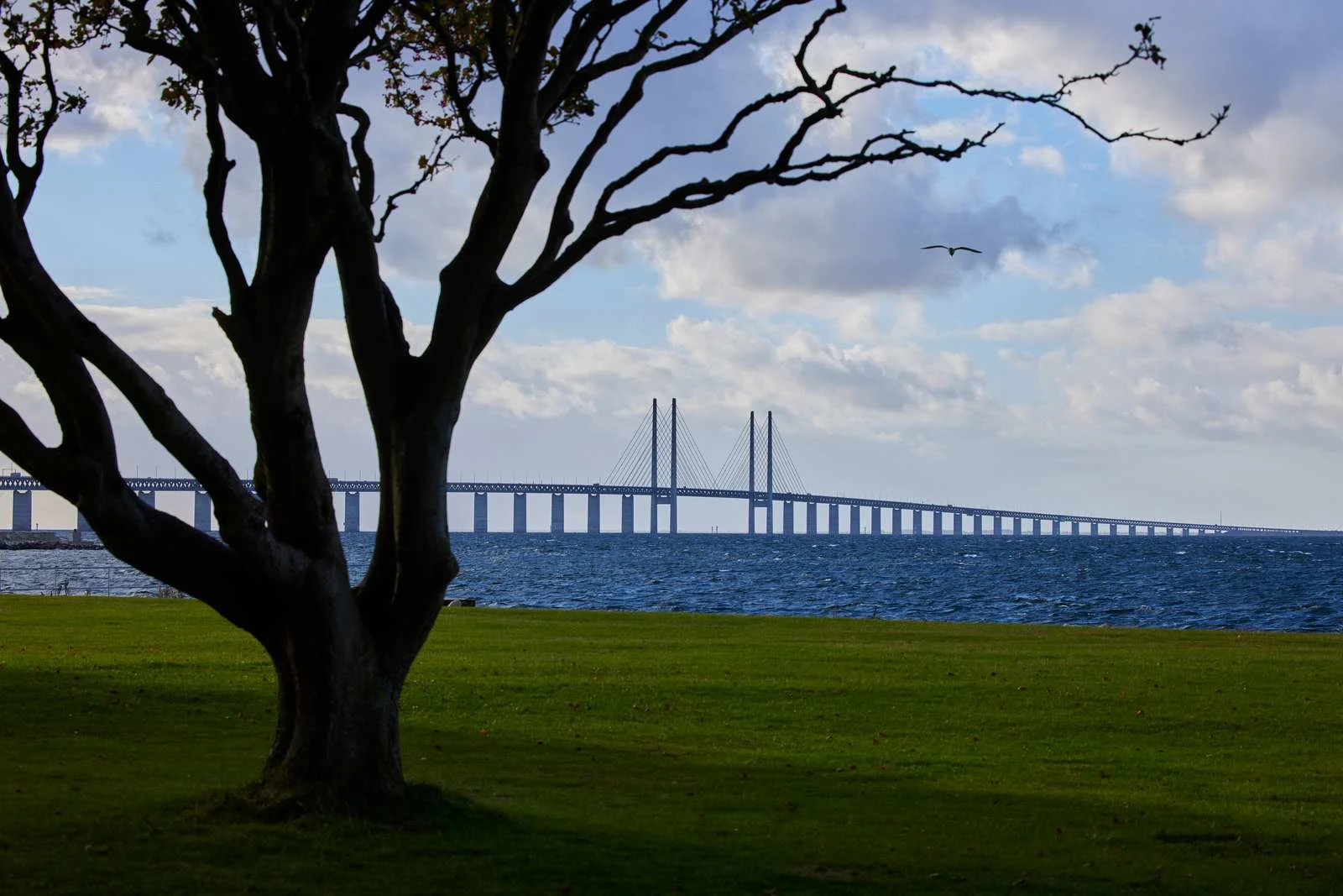 Øresundsbron en sommerdag med natur i forgrunden