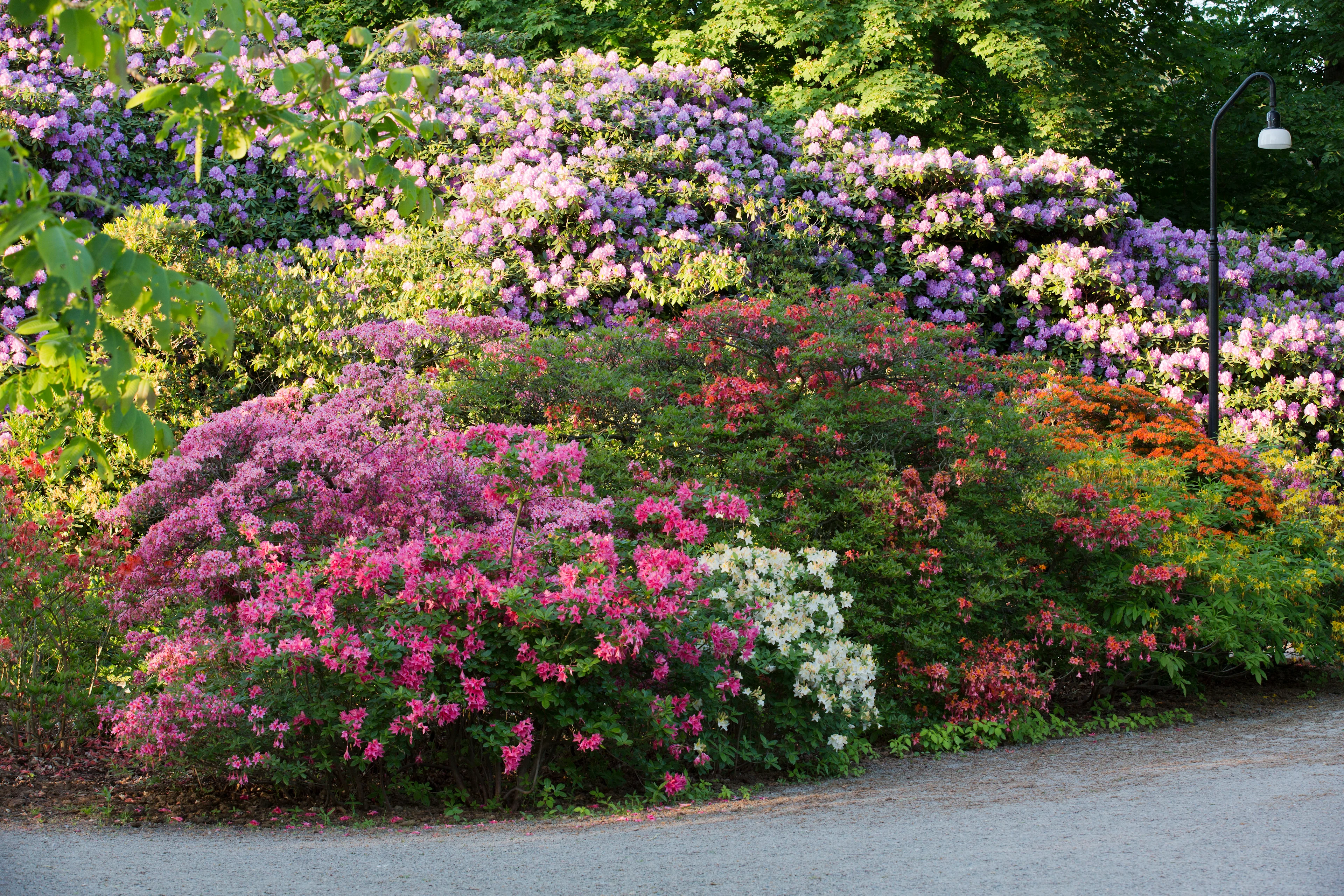 Sofiero rhododendron
