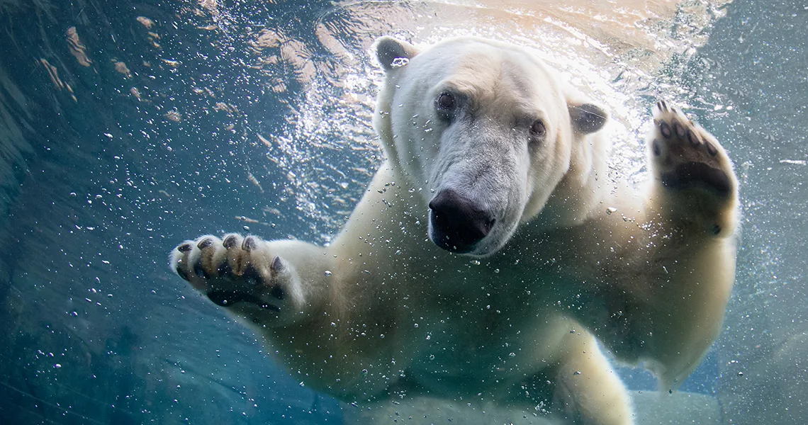 Isbjörn under vattnet på Köpenhamn ZOO.