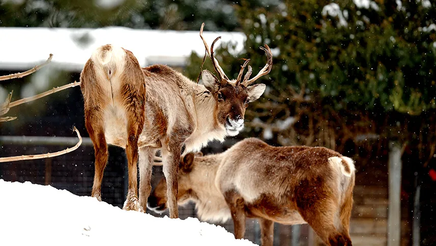 Två av parkens renar står ute i snön och tuggar på grenar. Den ena renen har huvudet vänt mot kameran medan den andra tittar ner mot marken.