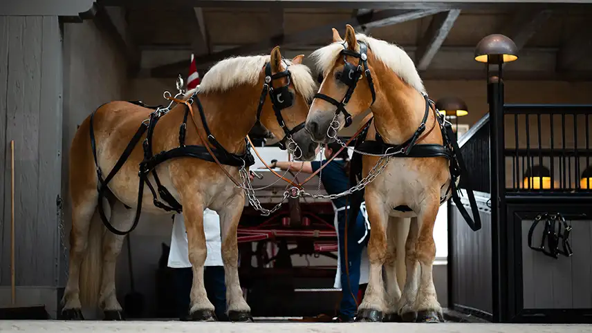 Home of Carlsbergs ikoniska arbetshästar står klara med sele och vagn för att transportera varor eller gäster runt i staden.