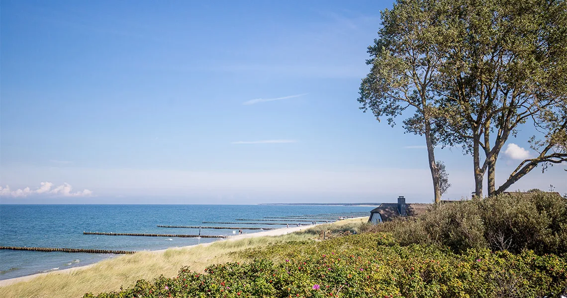 Strand vid Ahrenshoop med sanddyner, träd och utsikt över havet under en klarblå himmel