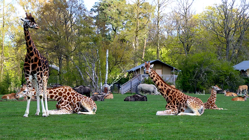 Giraffer, antiloper och andra djur på savannen i Knuthenborgs park.