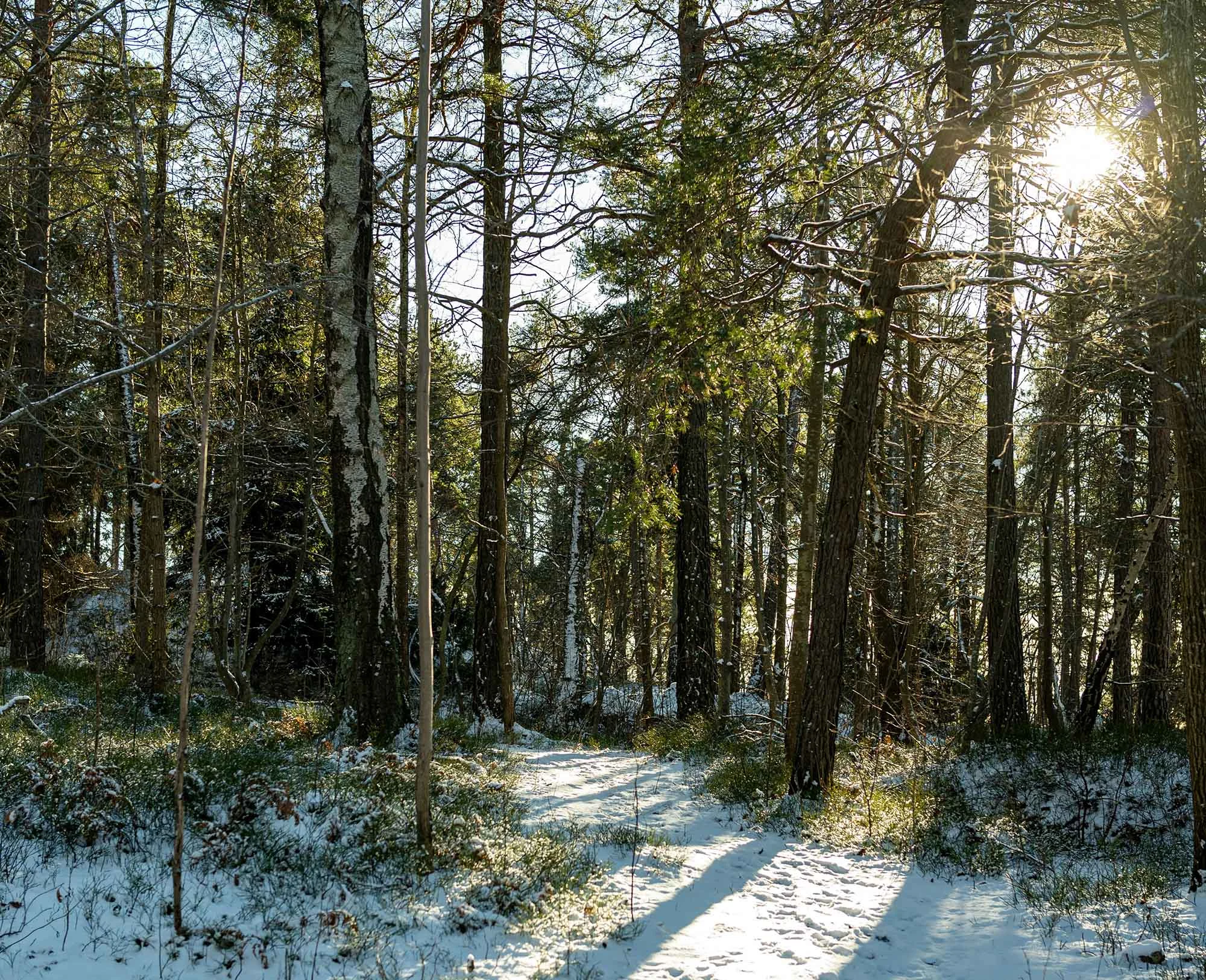 En skov i Sverige med sneklædt skovbund.