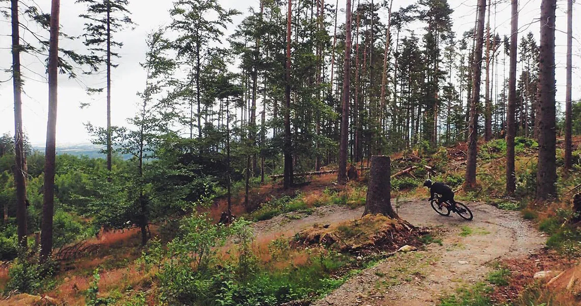 En cyklist kører ned ad en sti i en tæt skov med høje træer og grønt omkring sig.