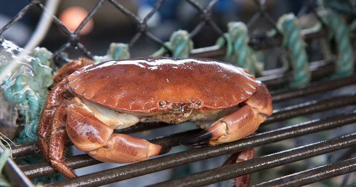 Krabbe, en specialitet fra skærgården i Vestsverige.