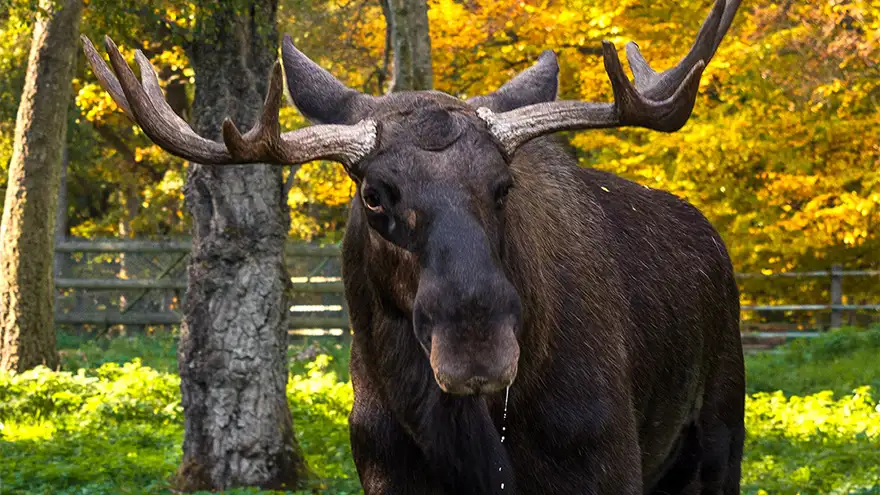 Skånes Djurparks elg i efteråret