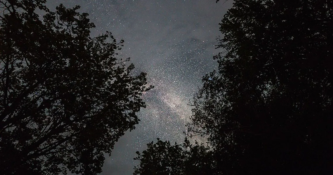 Stjärnklar himmel genom trädtoppens siluetter i Liselund slottspark, Møns Klint, naturskön plats med mörker för stjärnskådning.