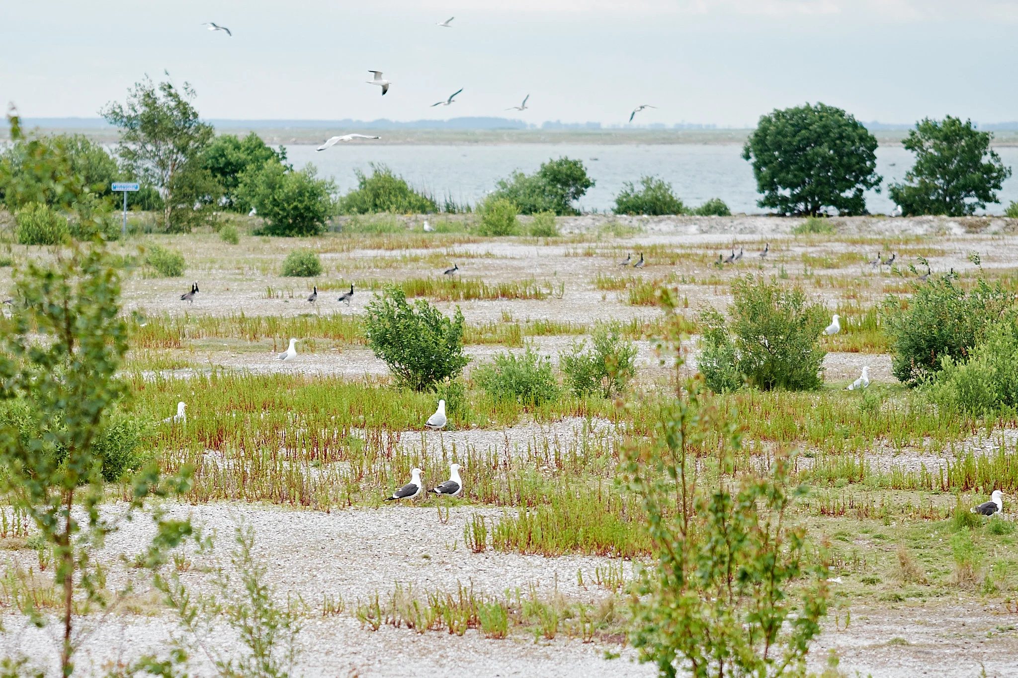 The Øresund Bridge filled with birds, plants and life