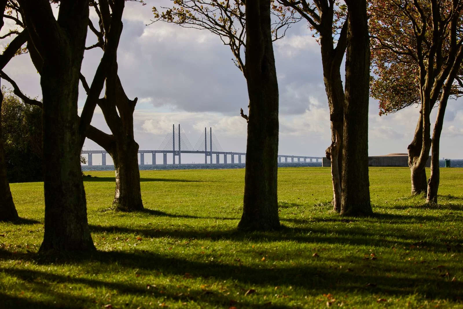 Øresundsbron in the background with grass and trees in the foreground