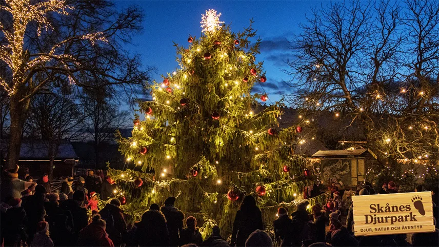 Jul i Skånes Djurpark med et stort juletræ midt i parken med julelys på og gæster der danser omkring.