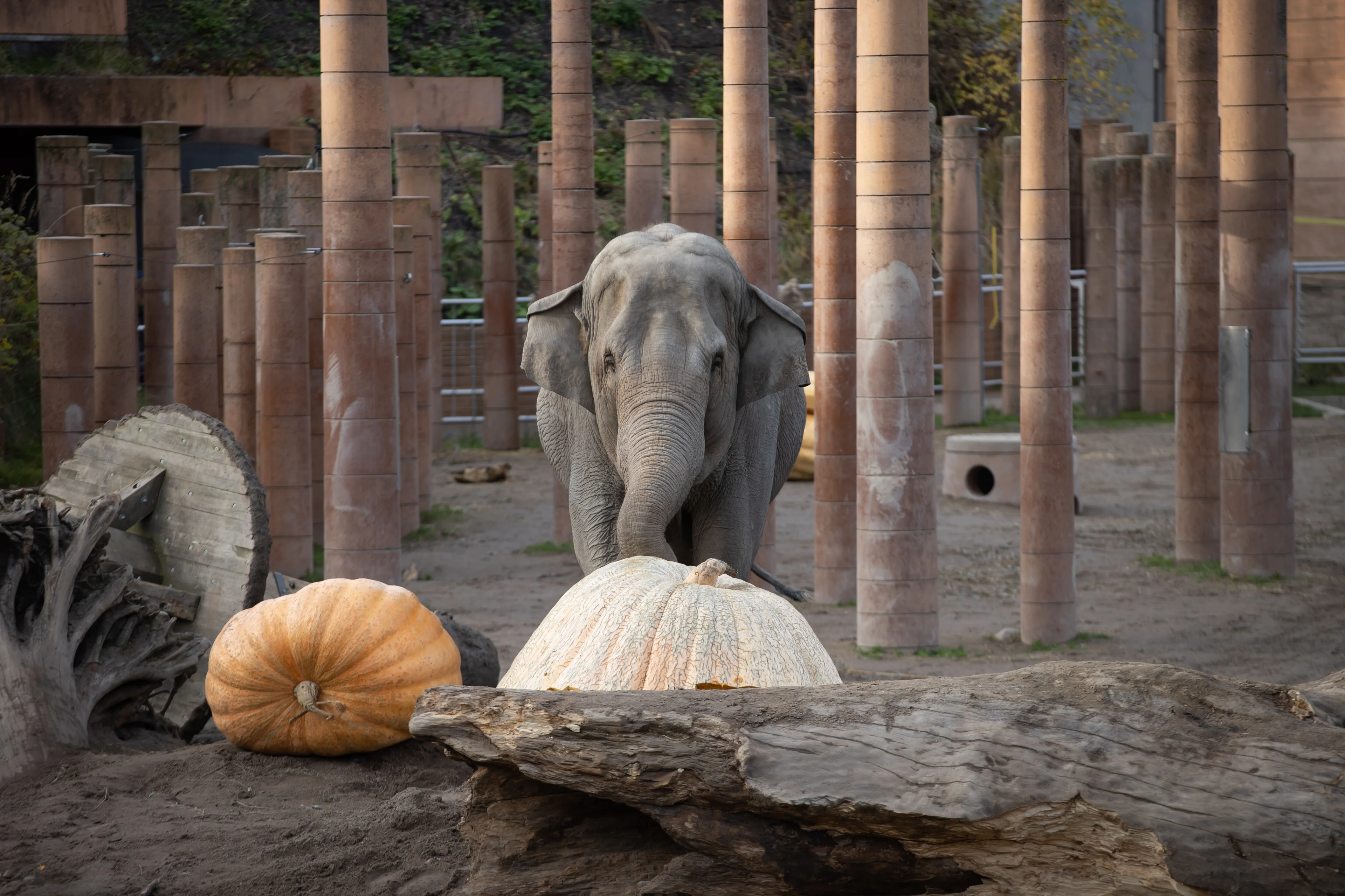 Elefant med pumpa på Köpenhamn zoo.