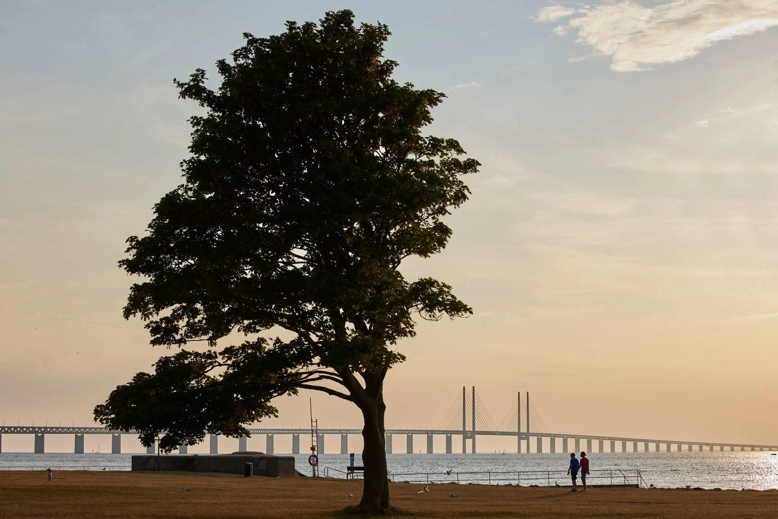 A tree in front of the Øresund Bridge with people on a late summer evening