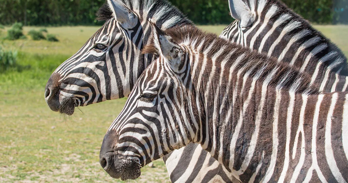 Ystad djurpark Zebror