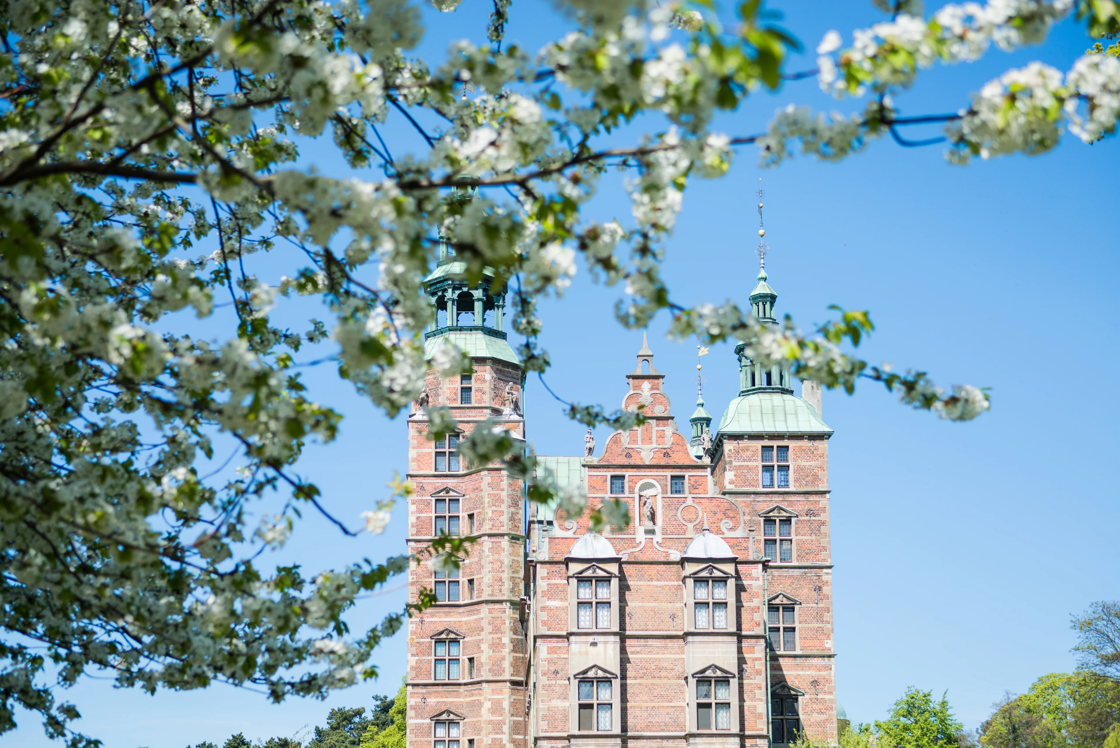 Körsbärsblommor framför Rosenborgs slott.