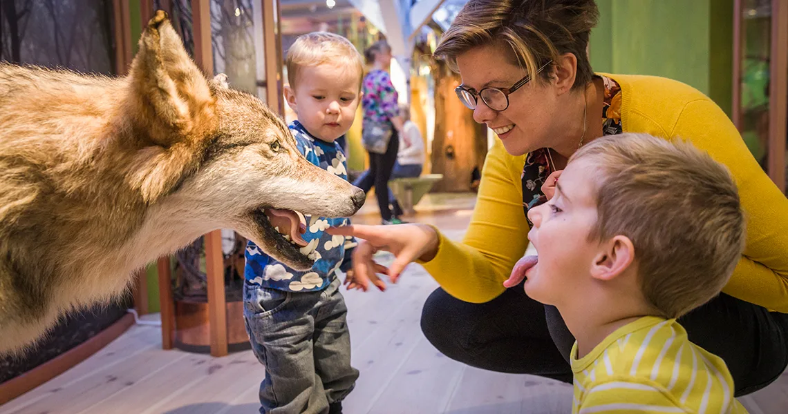 Besøgende ser på en udstoppet ulv på Regionalmuseet i Kristianstad.