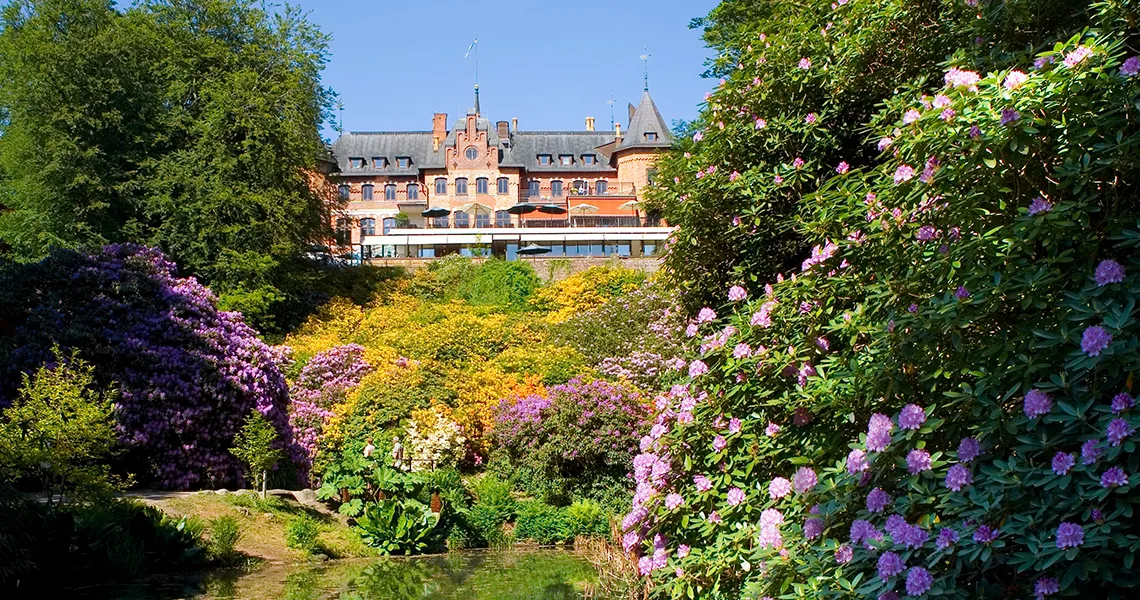 Rhododendron med Sofiero Slot i baggrunden.