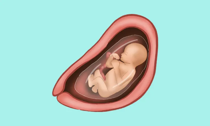 Position des Babys in der 20. Schwangerschaftswoche