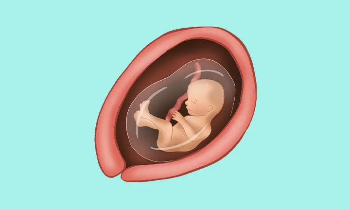 Position des Babys in der 17. Schwangerschaftswoche