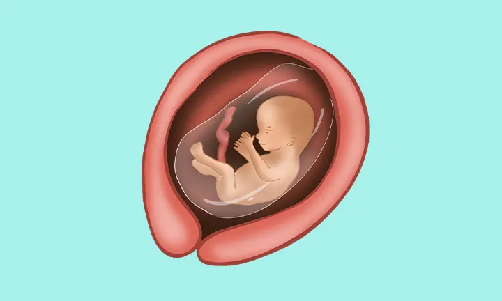 Position des Babys in der 16. Schwangerschaftswoche