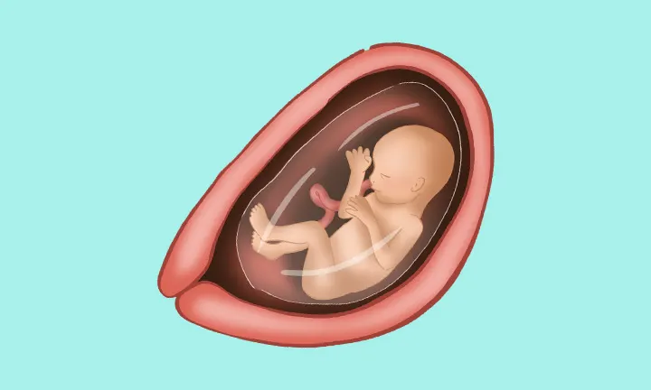 Embryolage in der 18. SSW