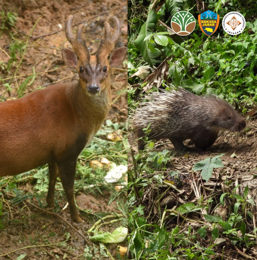 Cikanaga wildlife released at West-Java Rainforest 