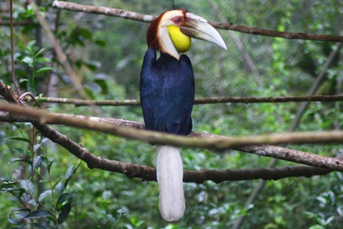 Een Gewone jaarvogel (Rhyticeros undulatus) in Cikananga