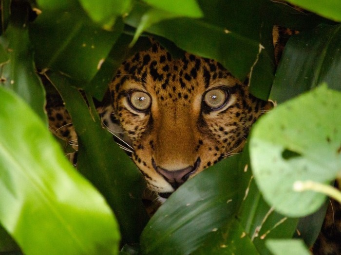 A Javan Leopard