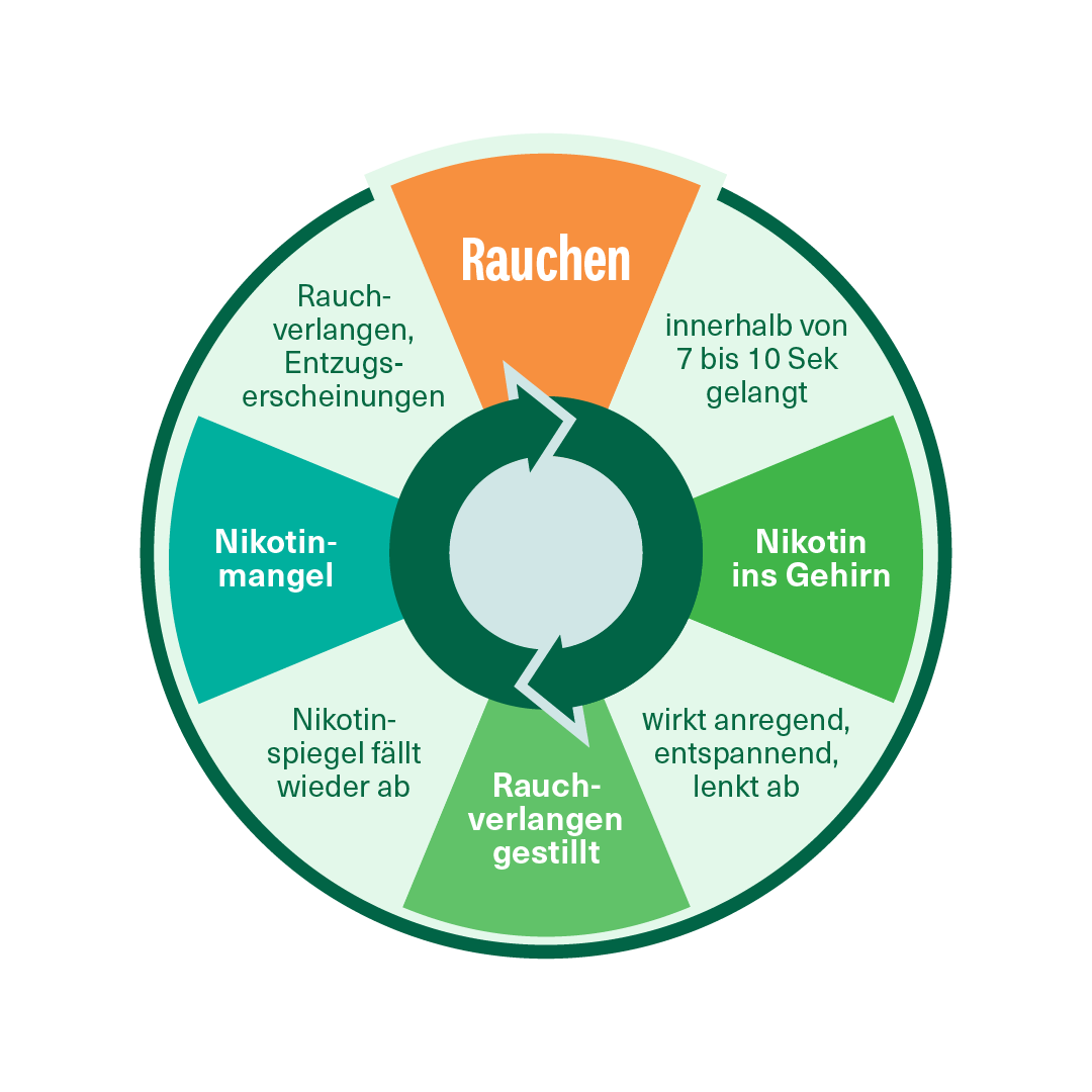 Nikotinsucht - Körperliche Abhängigkeit Kreislauf. Nikotin gelangt in 7 bis 10 Sekunden ins Gehirn, wirkt anregend. Rauchverlangen wird gestillt bis Nikotinspiegel abfällt und Nikotinmangel entsteht - Rauchverlangen und Entzugserscheinungen treten auf.