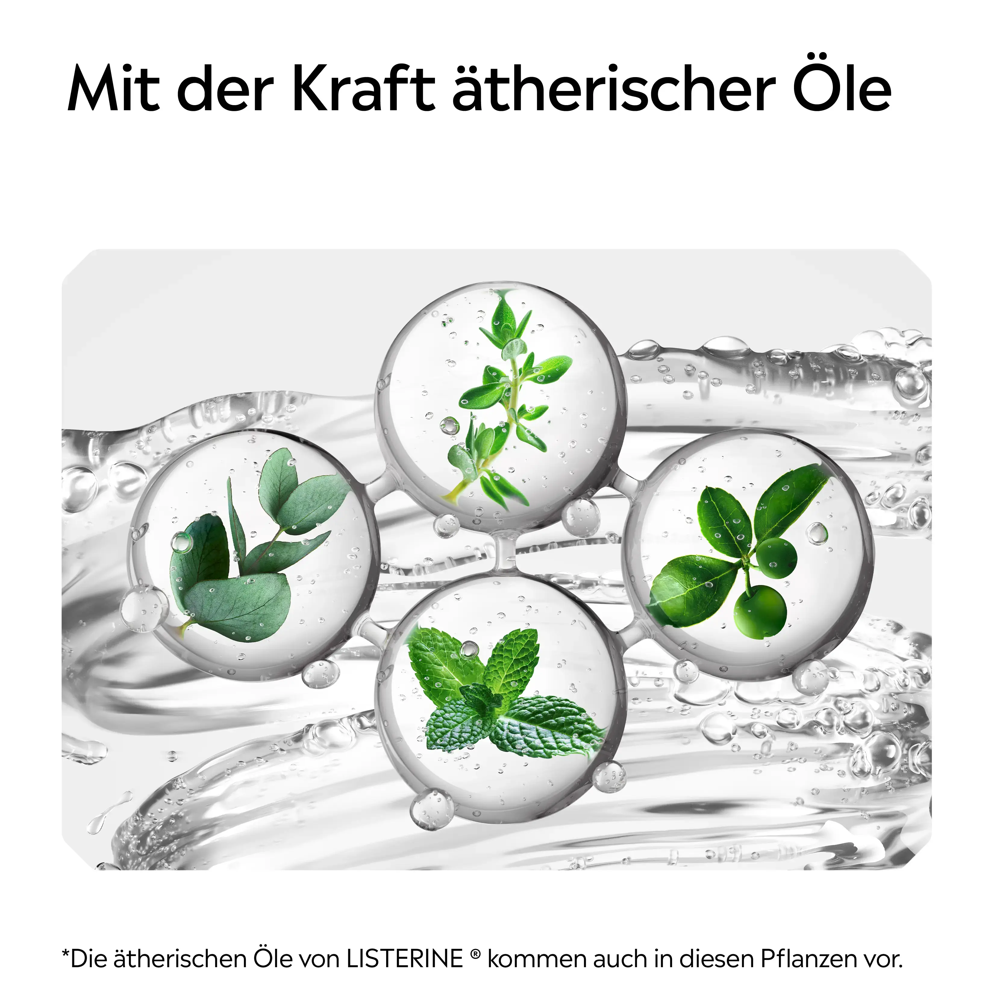 Grafische Darstellung von Pflanzen in Wasserblasen mit Hinweis auf die Kraft ätherischer Öle bei LISTERINE®.​
