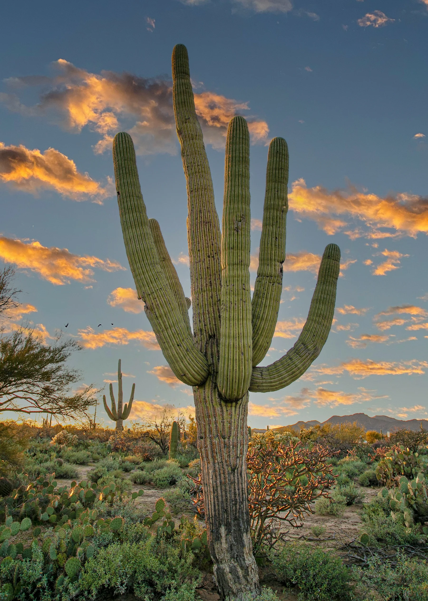 Arizona supplement 
