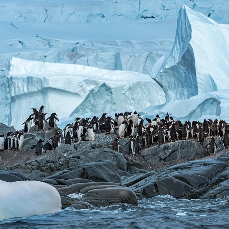 Expédition en Antarctique et Patagonie (vers le sud)