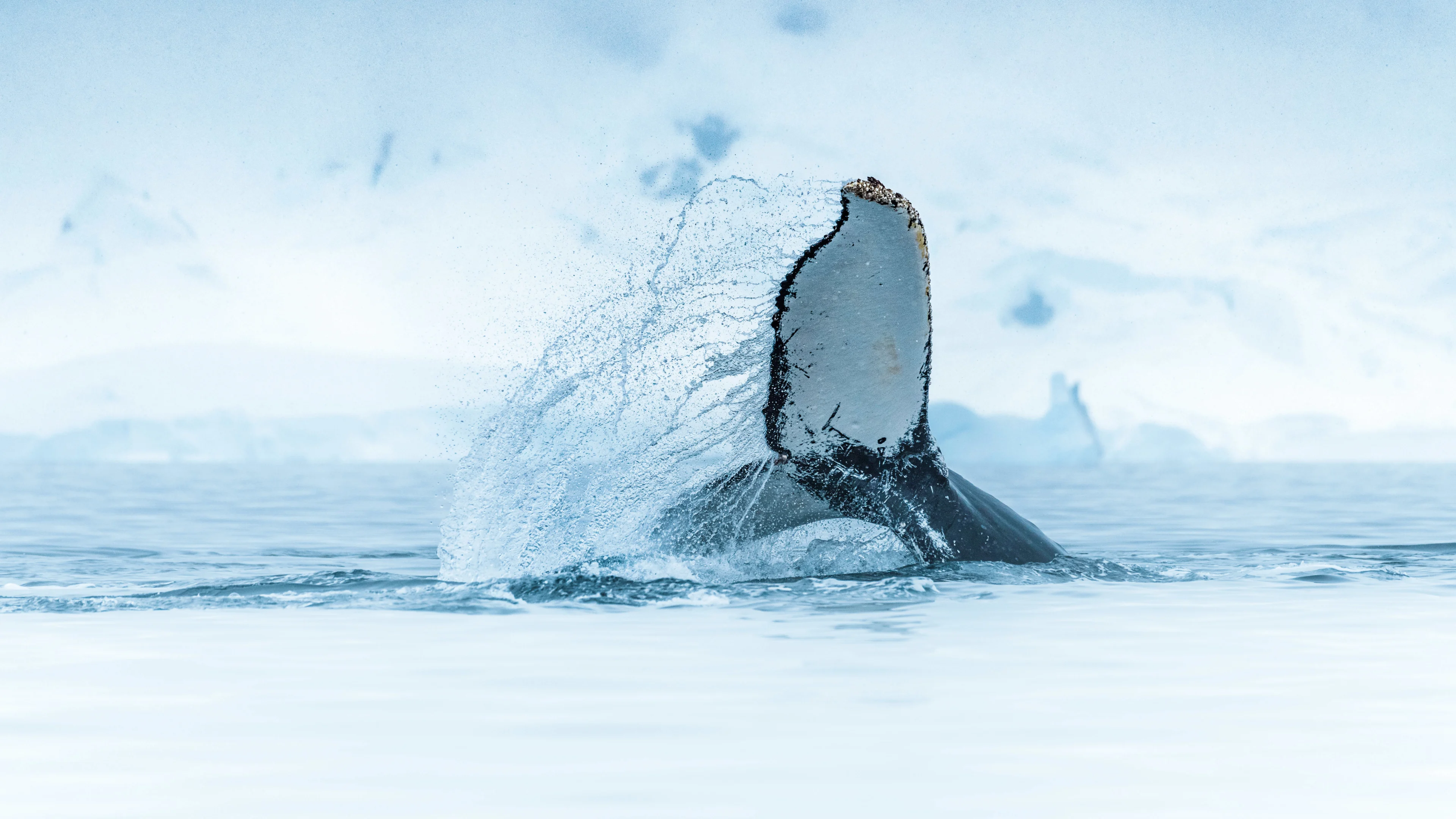 2_Antarctica_Whale-Wilhelmina-Bay©Karsten_Bidstrup