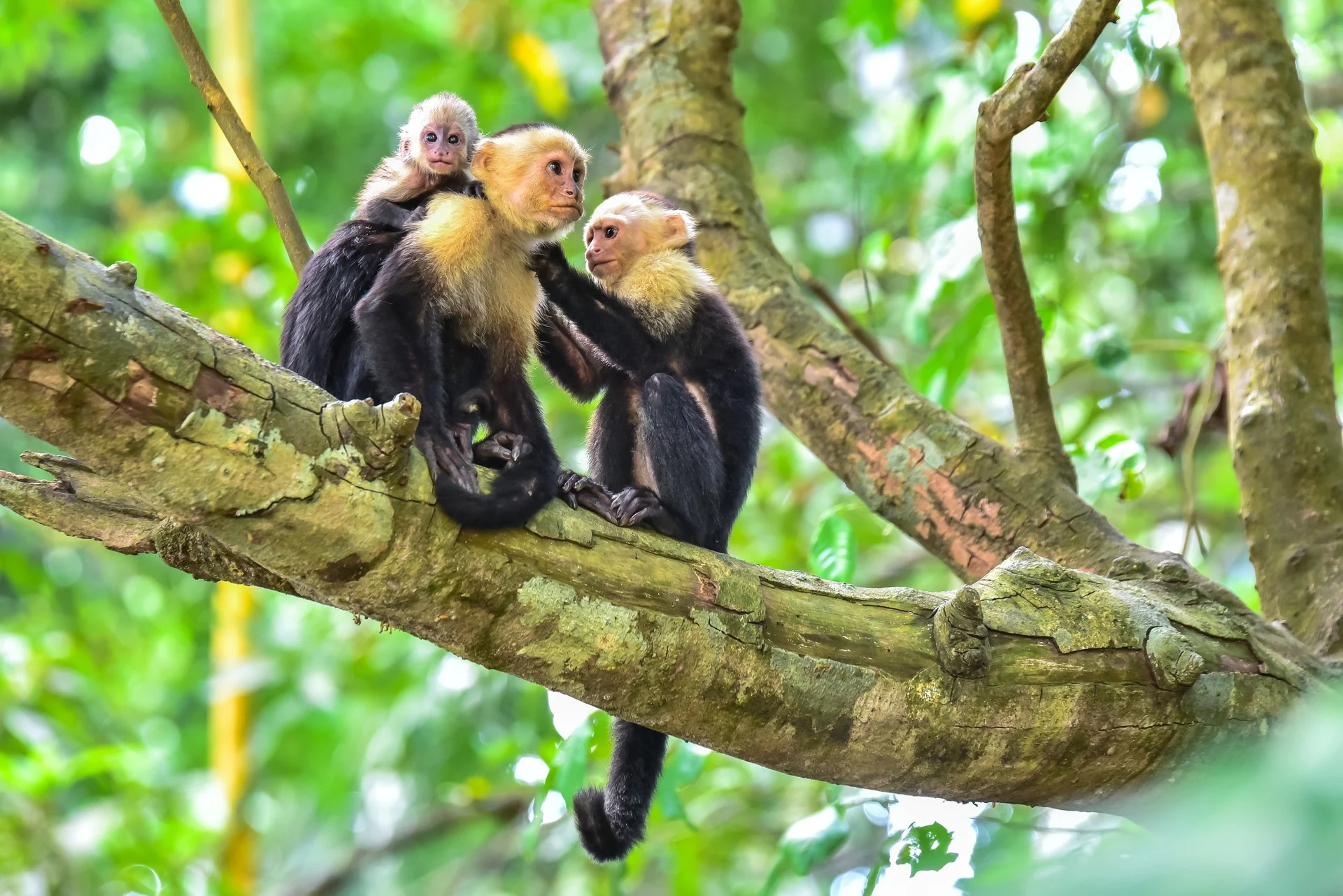 Capuchin-Monkeys-Costa-Rica