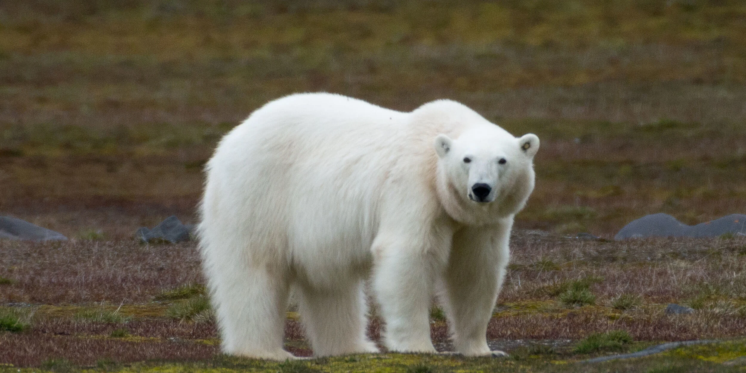 Polar bear, Northwest Passage