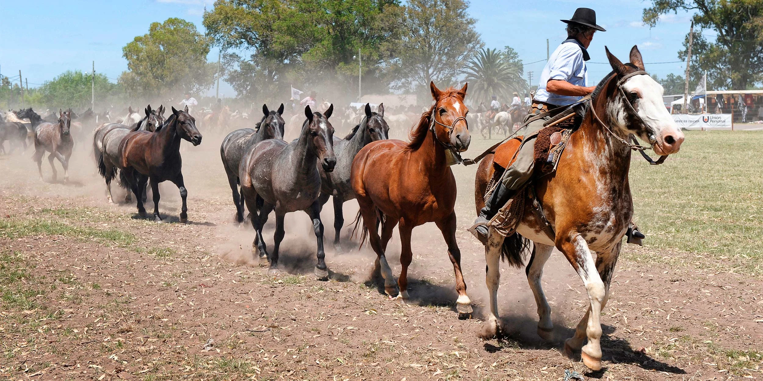 Horses in Argentina