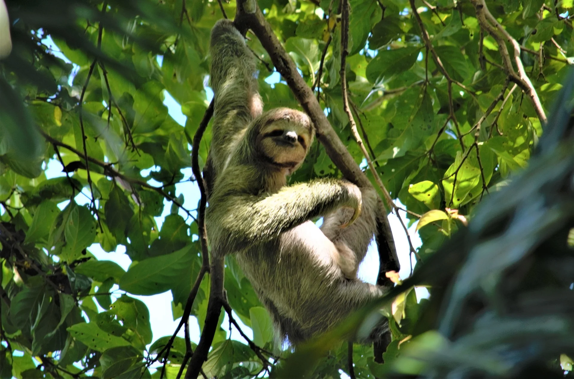 Sloth in Quepos, Costa Rica
