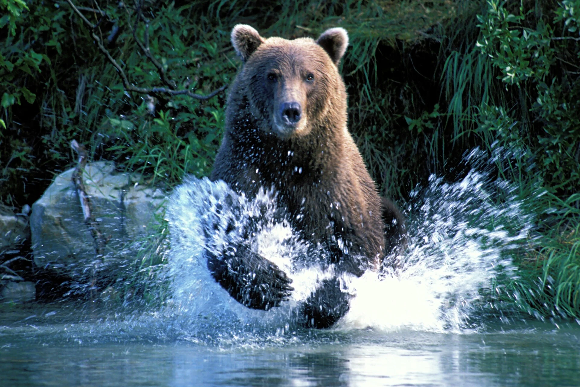 Katmai NP - Alaska - Bears