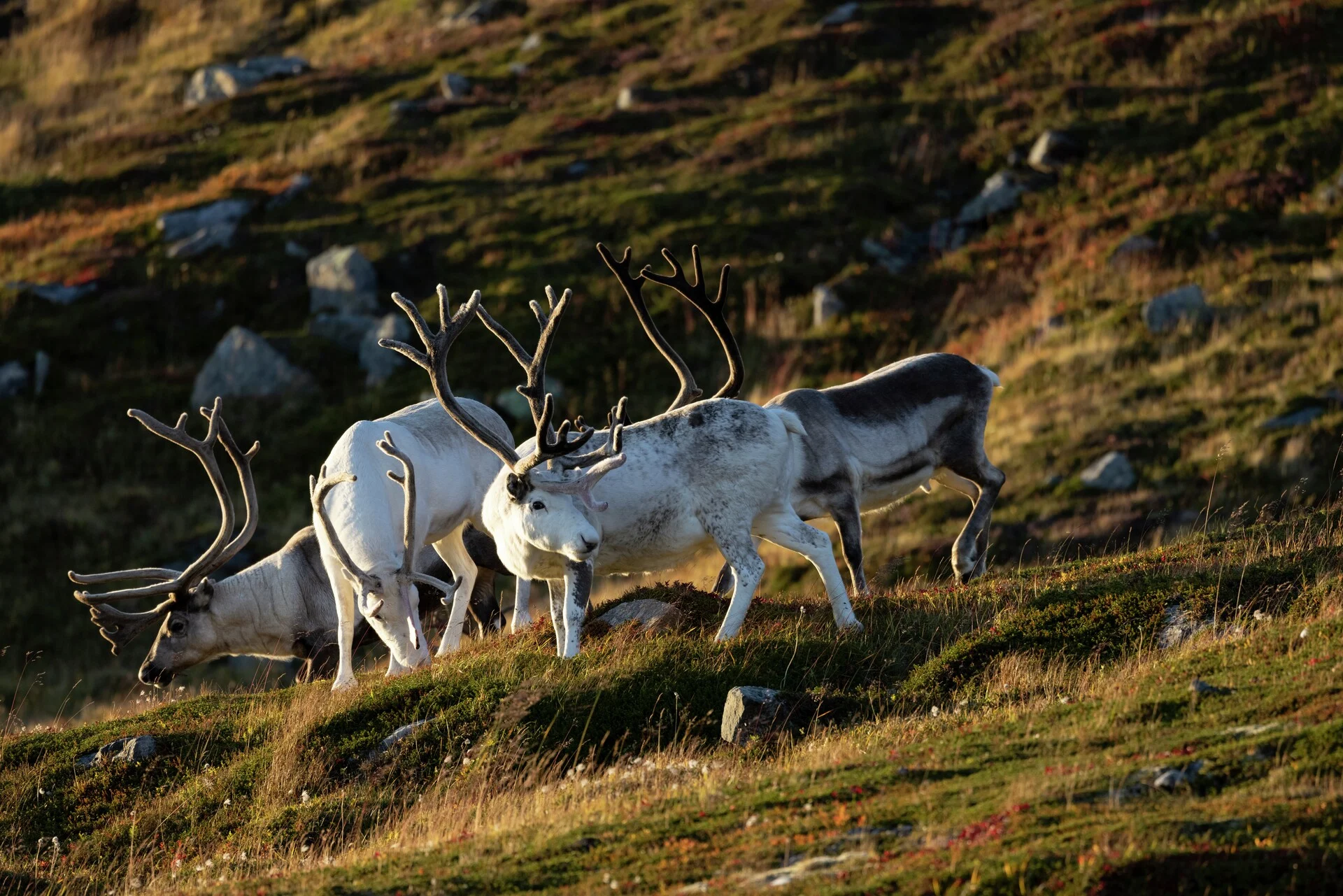 Reindeer-Honningsvag-Norway