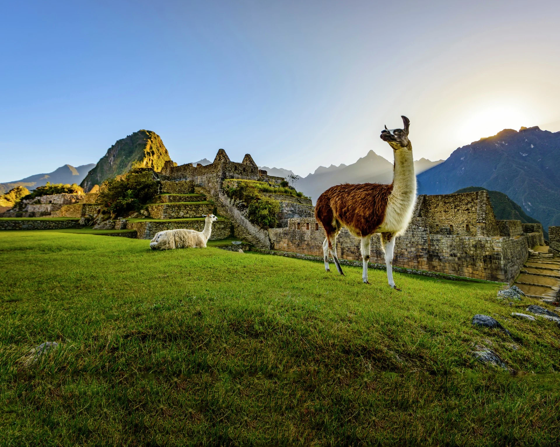 Llama in Machu Picchu, Peru
