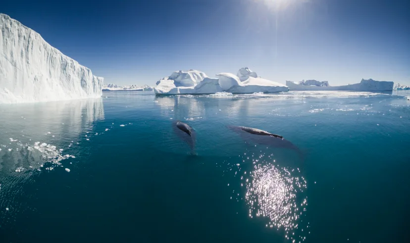 Whales in Ilulissat, Greenland