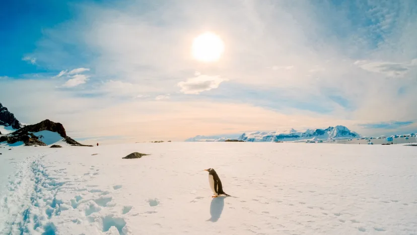 Pingvin-Antarktis-HGR-143751©Getty_Images_JPG
