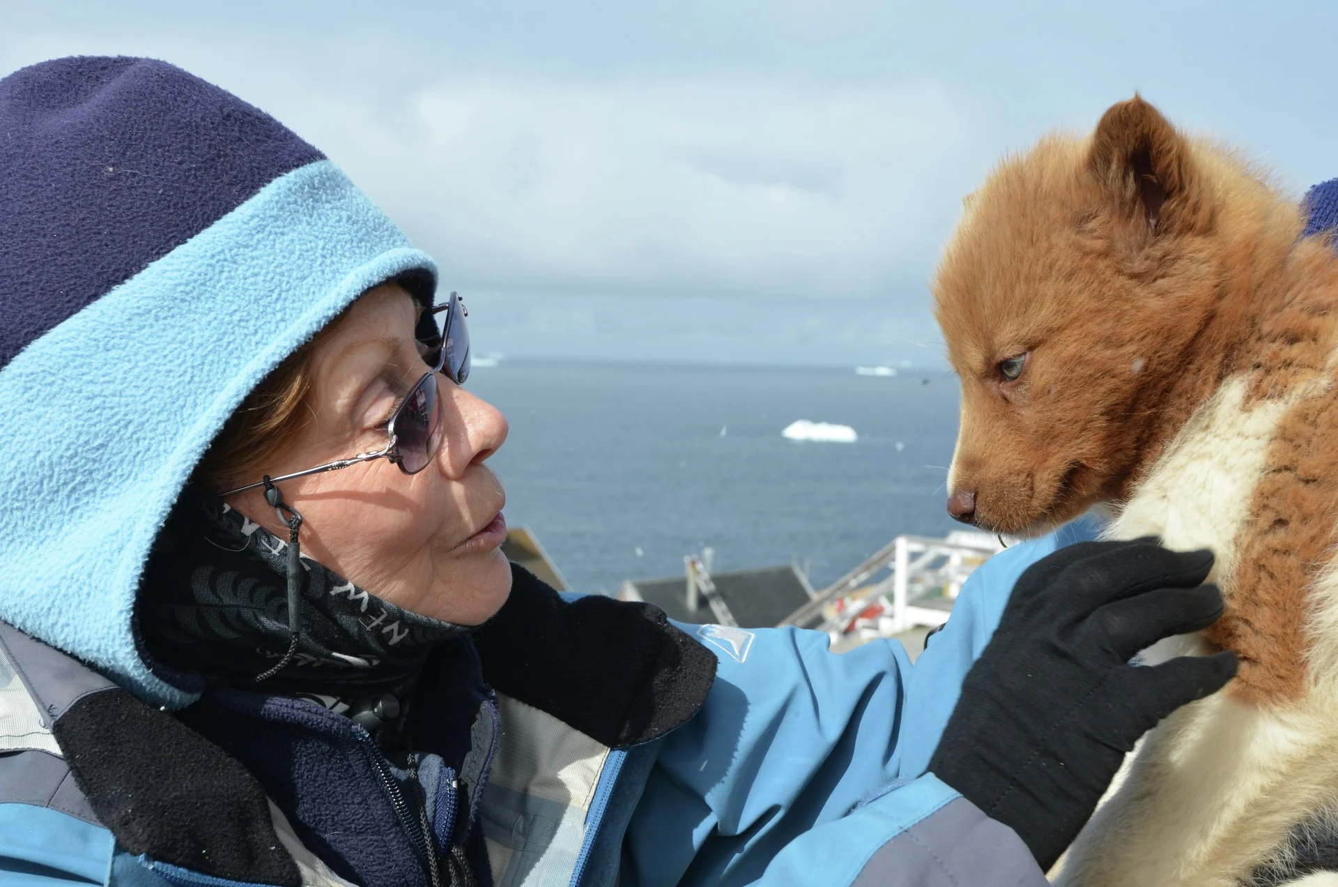 Meeting dogs in Greenland