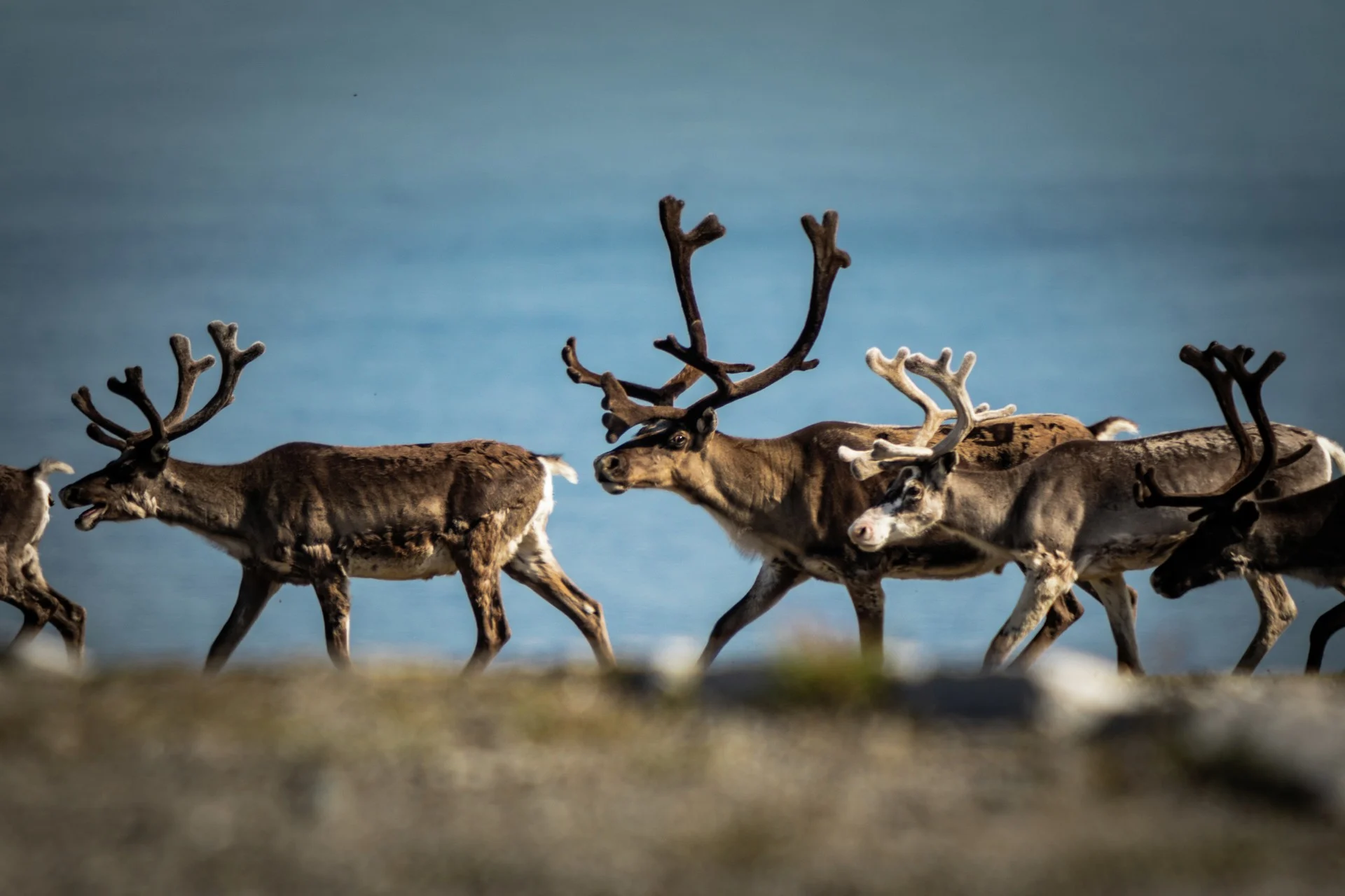 Reindeer, North Cape - Norway