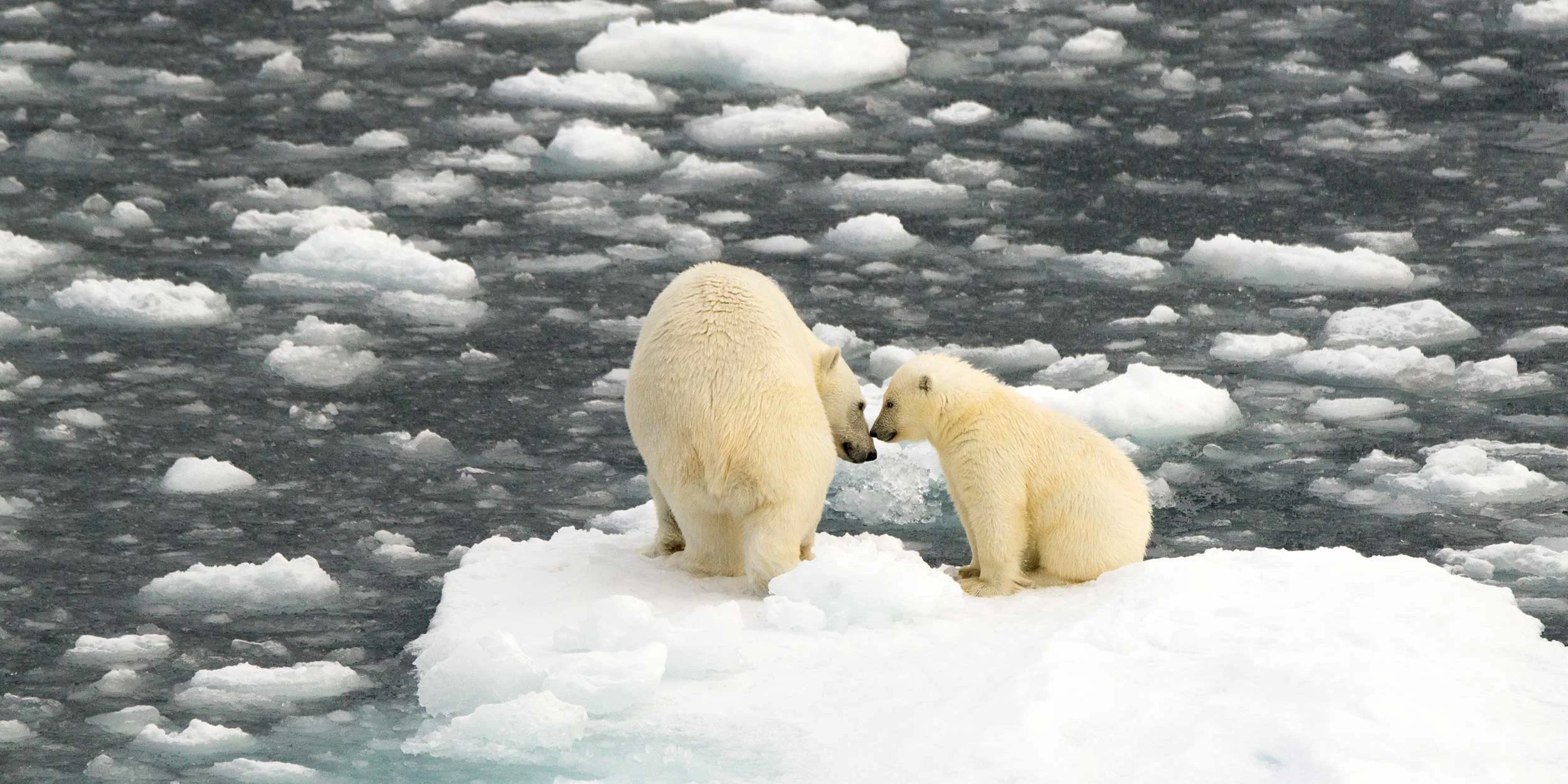 Polar bears in Greenland